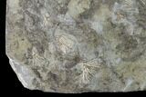 Five Species of Crinoids on One Plate - Gilmore City, Iowa #148697-2